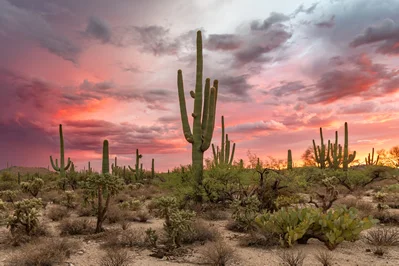 Cotton Candy Sunset Over Sabino Canyon