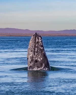 Gray Whale Ojo de Liebre Lagoon Baja California Mexico-small