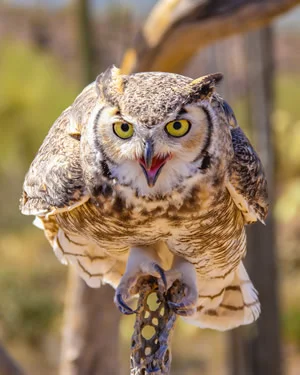 Great Horned Owl As Featured In Arizona Sonora Desert Museum Promos