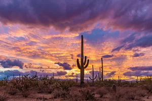 Saguaro National Park Pink Sunset