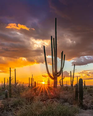 Saguaro National Park Sunset