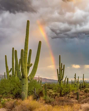 Saguaros And Rainbow In Sabino Canyon
