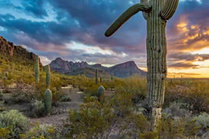 Sonoran Desert After A Storm