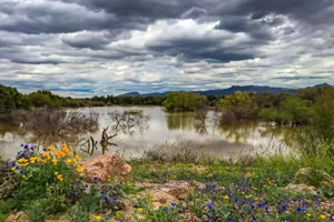 Spring In El Rio Preserve Marana Arizona