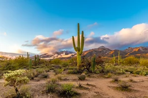 Winter in Sabino Canyon